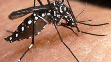 Dengue, Chikungunya y Zika (2016)