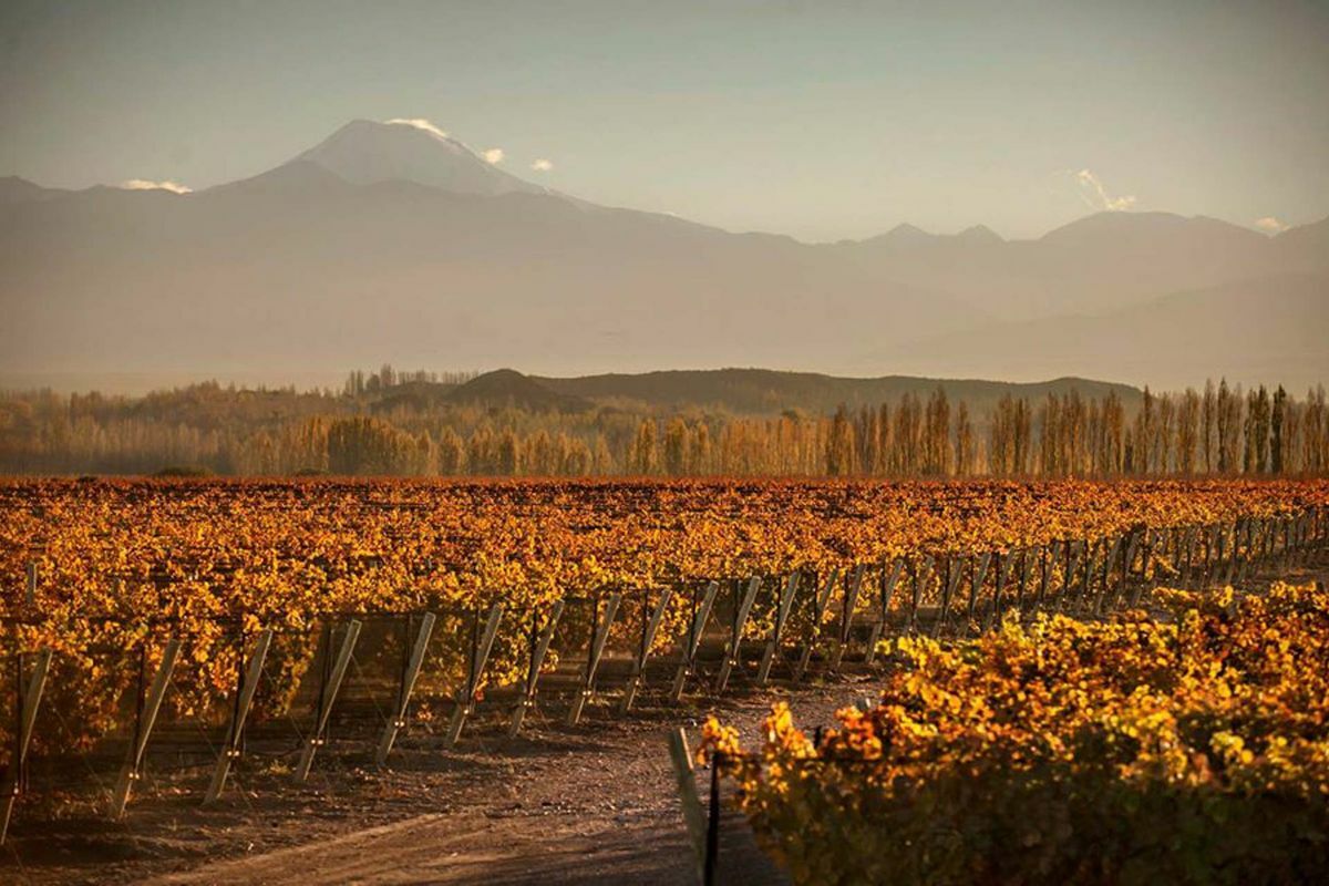 viñedos montaña