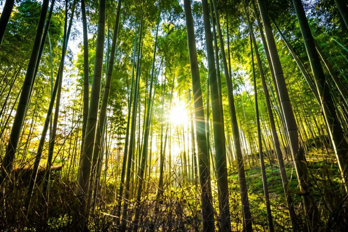 arboles-bosque-sol