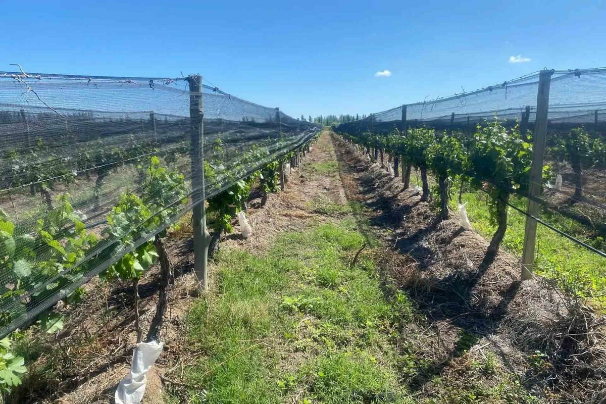 viñedos- tierra-montañas