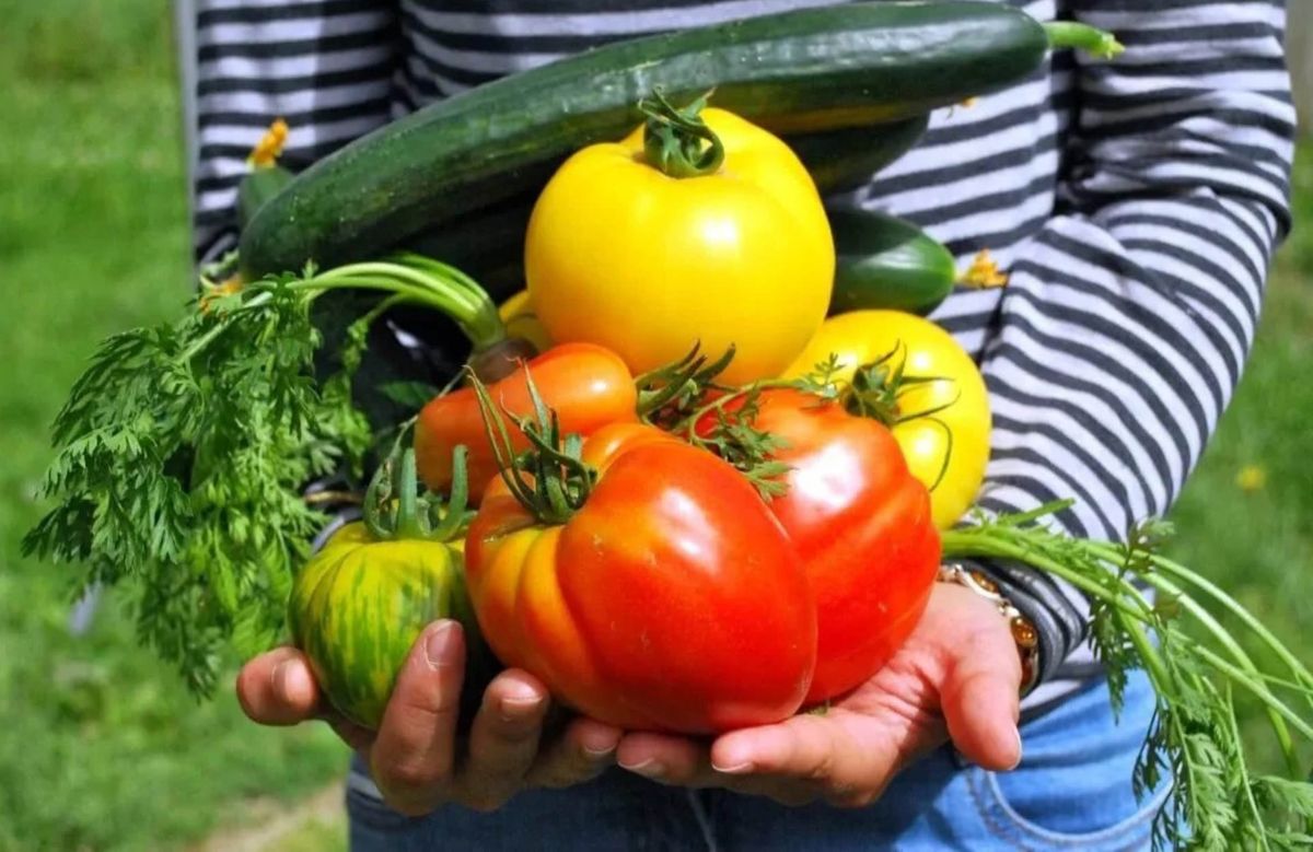 verduras tomates rojos y amarillos