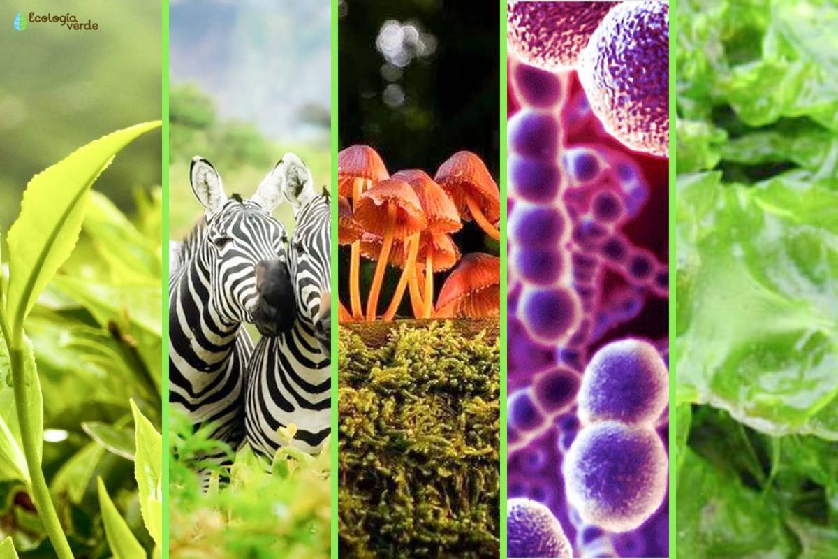 flora fauna