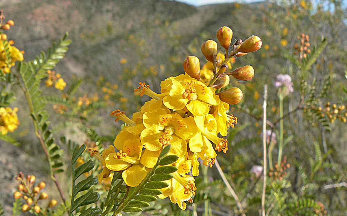 flor amarilla-flora