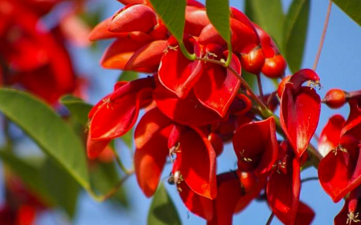 Flores rojas