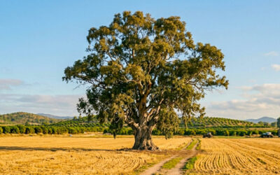 árbol- campo- vegetación