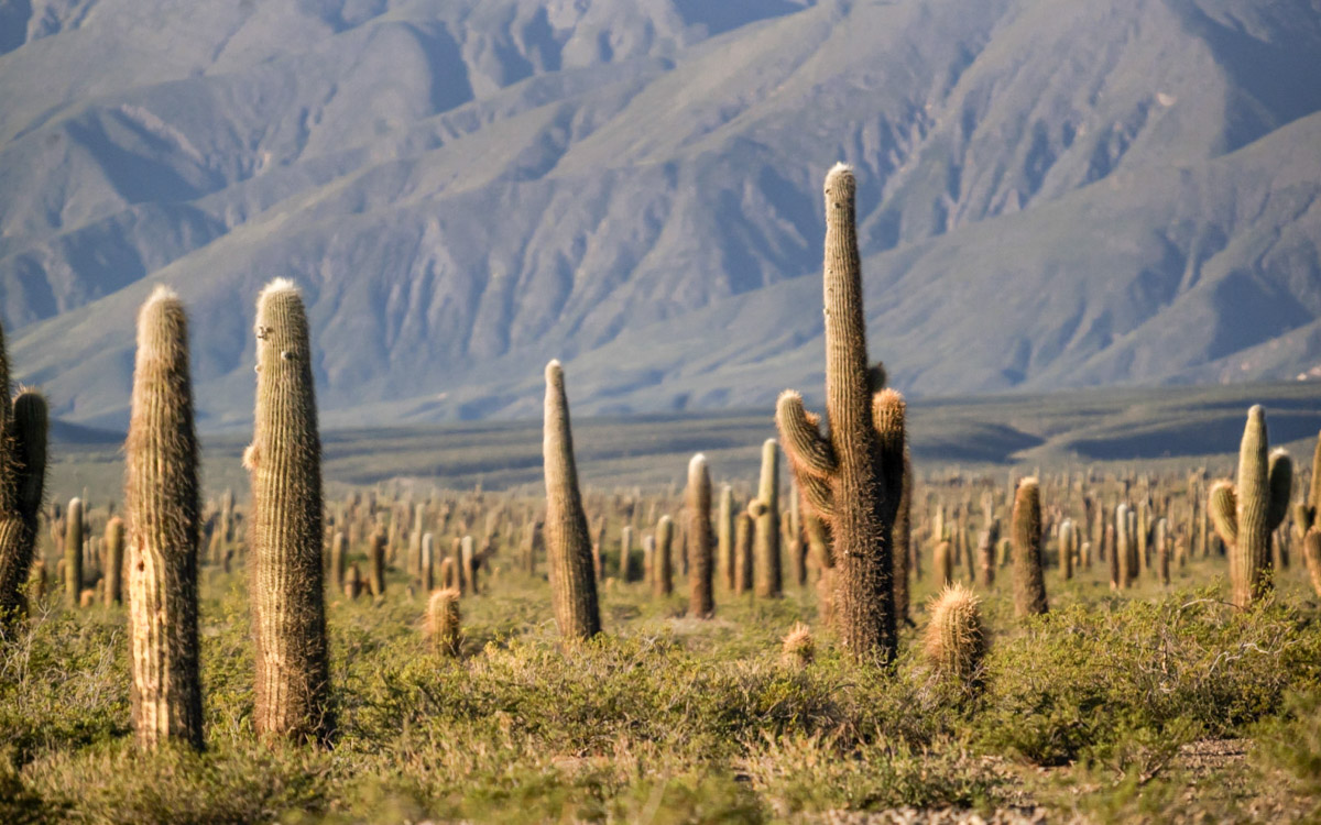 cactus-montañas-flora