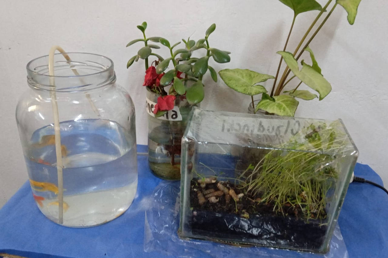 plantas