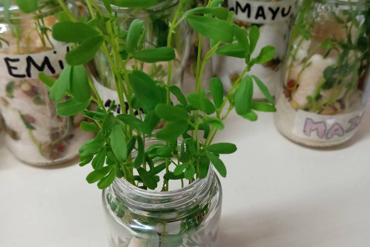 plantas
